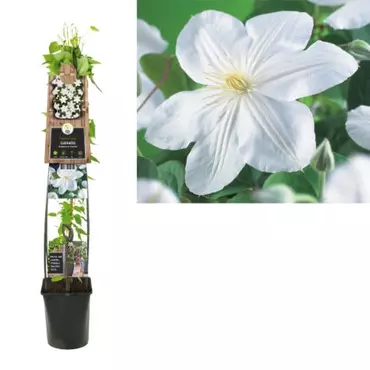 Klimplant Clematis Madame Le Coultre - Witte Bosrank 120cm