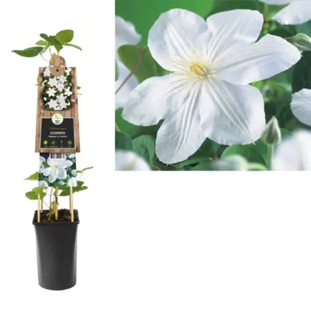 Klimplant Clematis Madame Le Coultre  - Witte Bosrank