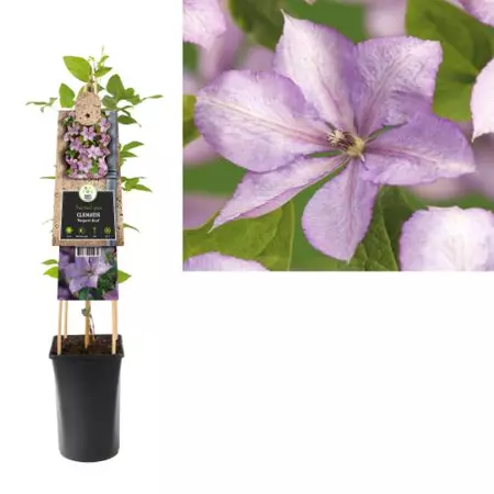 Klimplant Clematis Margaret Hunt  - Lila Bosrank