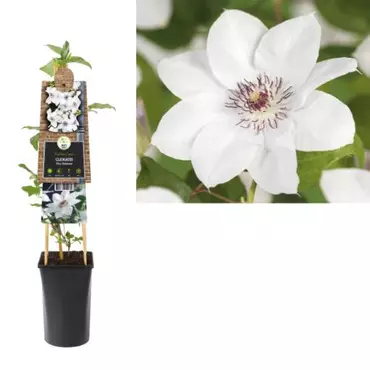 Klimplant Clematis Miss Bateman - Witte Bosrank