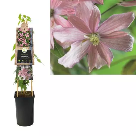 Klimplant Clematis montana  Broughton - Roze Bosrank