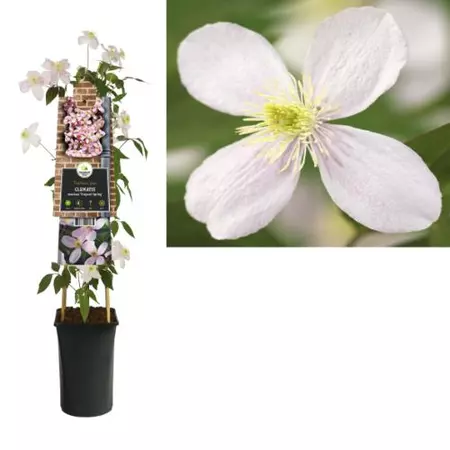 Klimplant Clematis montana  Fragrant Spring - Roze Bosrank