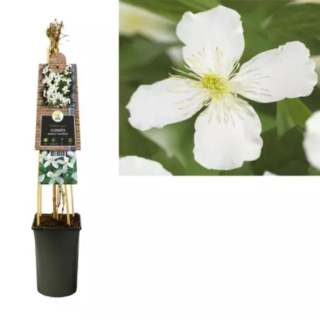 Klimplant Clematis montana  Grandiflora - Witte Bosrank