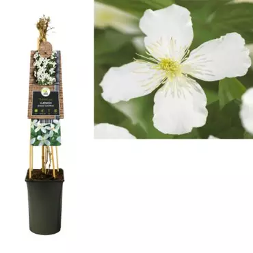 Klimplant Clematis montana Grandiflora - Witte Bosrank