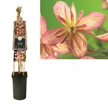 Klimplant Clematis montana  Marjorie - Roze Bosrank - afbeelding 1