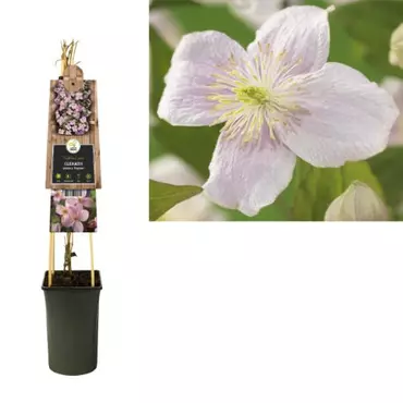 Klimplant Clematis montana  Mayleen - Roze Bosrank - afbeelding 1