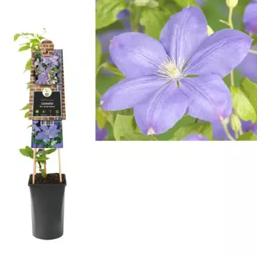 Klimplant Clematis Mrs. Cholmondeley - Lila Bosrank - afbeelding 1