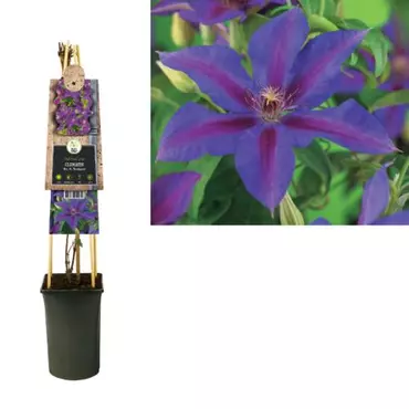 Klimplant Clematis Mrs. N. Thompson - Violet Bosrank - afbeelding 1