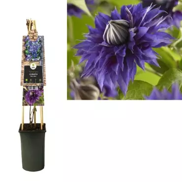 Klimplant Clematis Multi Blue  - Blauwe Bosrank