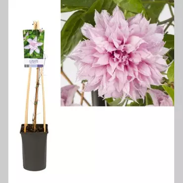 Klimplant Clematis Multi Pink - Roze Bosrank - afbeelding 1