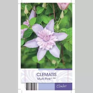 Klimplant Clematis Multi Pink - Roze Bosrank - afbeelding 2