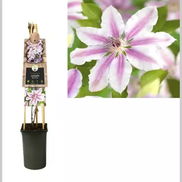 Klimplant Clematis Nelly Moser - Roze Bosrank