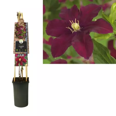 Klimplant Clematis Niobe - Rode Bosrank - afbeelding 1