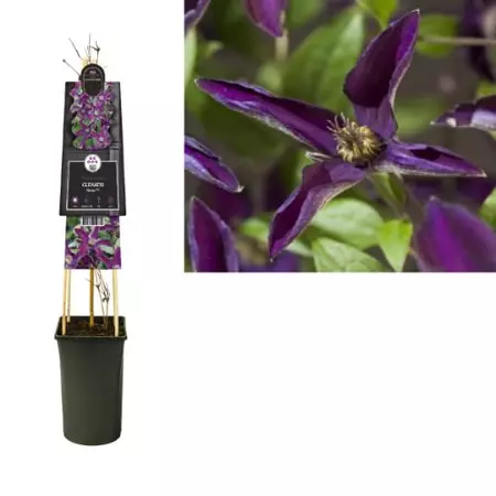 Klimplant Clematis Noora - Paarse Bosrank - afbeelding 1