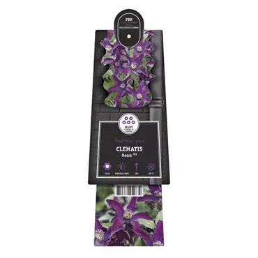 Klimplant Clematis Noora - Paarse Bosrank - afbeelding 2