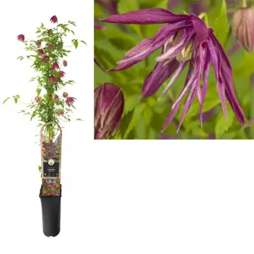 Klimplant Clematis Octopus - Paarse Bosrank