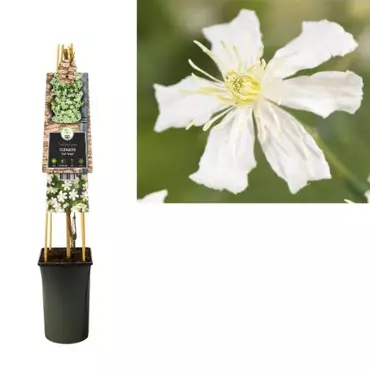 Klimplant Clematis Paul Farges - Witte Bosrank - afbeelding 1