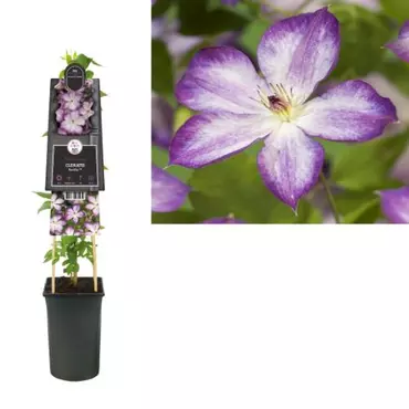 Klimplant Clematis Pernille - Paarse Bosrank - afbeelding 2