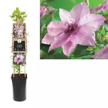 Klimplant Clematis Pink Fantasy - Roze Bosrank - afbeelding 1