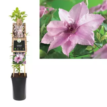 Klimplant Clematis Pink Fantasy - Roze Bosrank - afbeelding 2