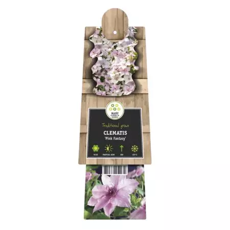 Klimplant Clematis Pink Fantasy - Roze Bosrank - afbeelding 2