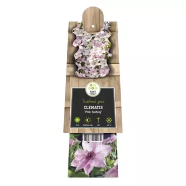 Klimplant Clematis Pink Fantasy - Roze Bosrank - afbeelding 2