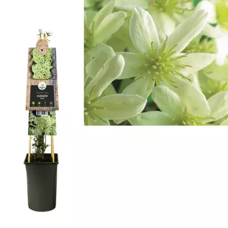 Klimplant Clematis Pixie - Gele Bosrank - afbeelding 1