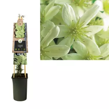 Klimplant Clematis Pixie - Gele Bosrank - afbeelding 2