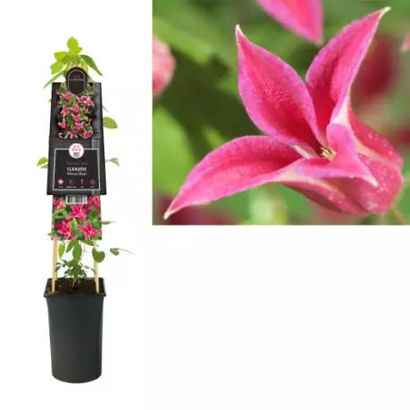 Klimplant Clematis Princess Diana - Roze Bosrank - afbeelding 1