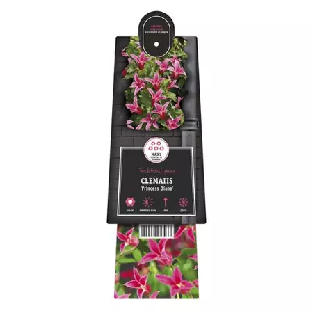 Klimplant Clematis Princess Diana - Roze Bosrank - afbeelding 2