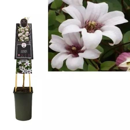 Klimplant Clematis Princess Kate - Lichtroze Bosrank - afbeelding 1