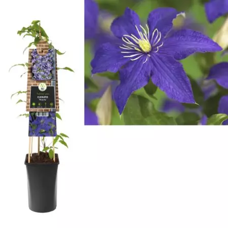 Klimplant Clematis Rhapsody - Blauwe Bosrank - afbeelding 1