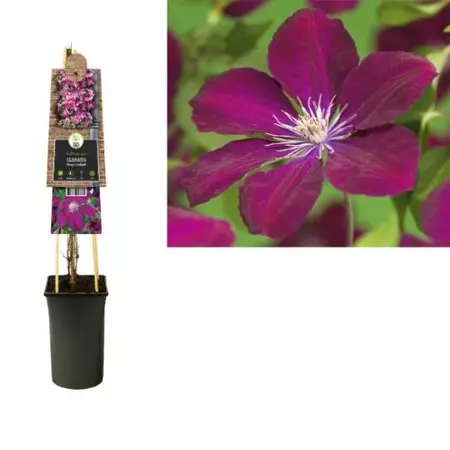 Klimplant Clematis Rouge Cardinal - Rode Bosrank