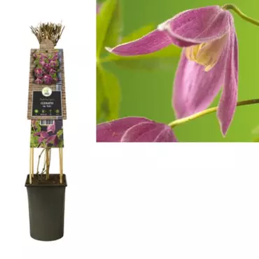 Klimplant Clematis Ruby - Roze Bosrank - afbeelding 2