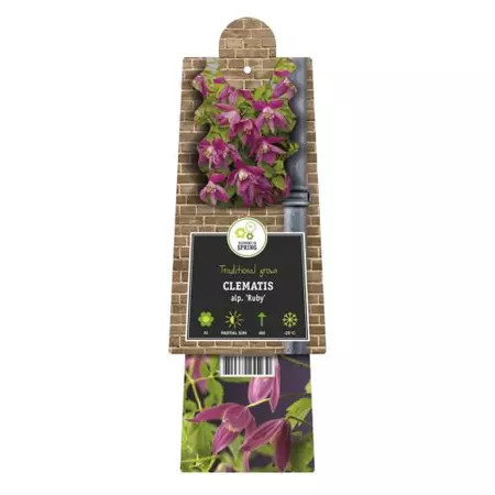 Klimplant Clematis Ruby - Roze Bosrank - afbeelding 2