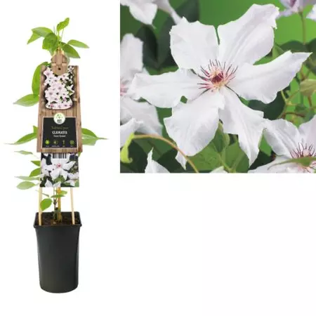 Klimplant Clematis Snow Queen - Witte Bosrank - afbeelding 1