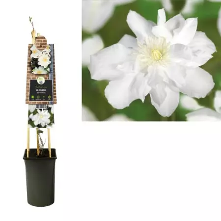 Klimplant Clematis Sylvia Denny - Witte Bosrank - afbeelding 1