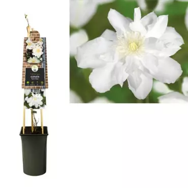 Klimplant Clematis Sylvia Denny - Witte Bosrank - afbeelding 1