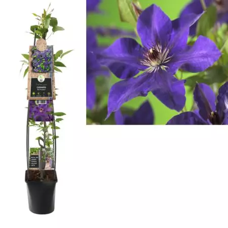 Klimplant Clematis The President - Paarse Bosrank 120cm