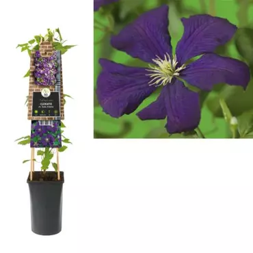 Klimplant Clematis vit.  Etoile Violette - Paarse Bosrank