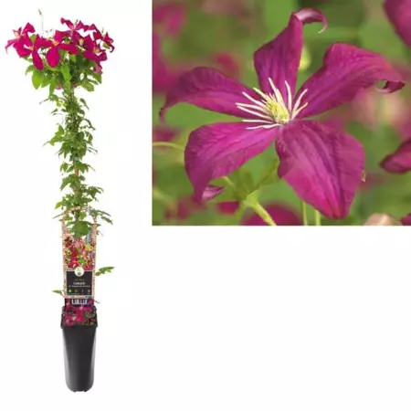 Klimplant Clematis vit.  Madame Julia Correvon - Rode Bosrank - afbeelding 1