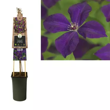 Klimplant Clematis vit.  Polish Spirit - Paarse Bosrank - afbeelding 1