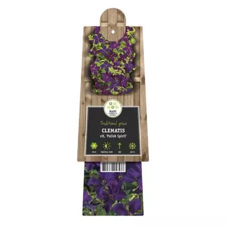 Klimplant Clematis vit.  Polish Spirit - Paarse Bosrank - afbeelding 2