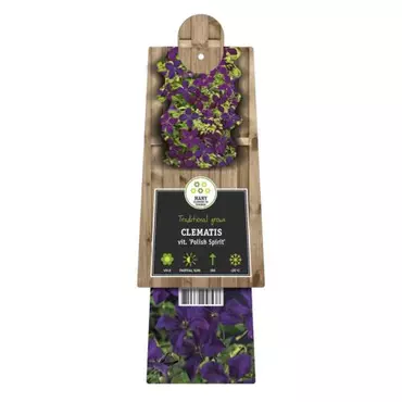 Klimplant Clematis vit.  Polish Spirit - Paarse Bosrank - afbeelding 2