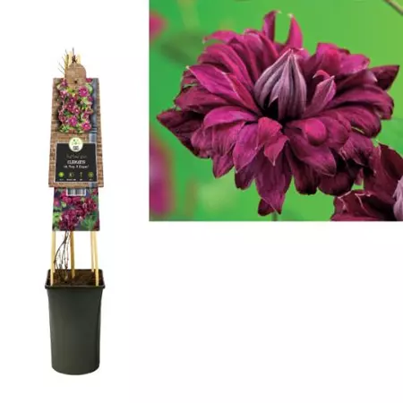 Klimplant Clematis vit.  Purp. Elegans - Rode Bosrank - afbeelding 1