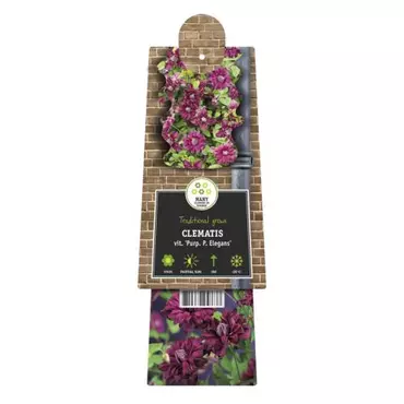 Klimplant Clematis vit.  Purp. Elegans - Rode Bosrank - afbeelding 2