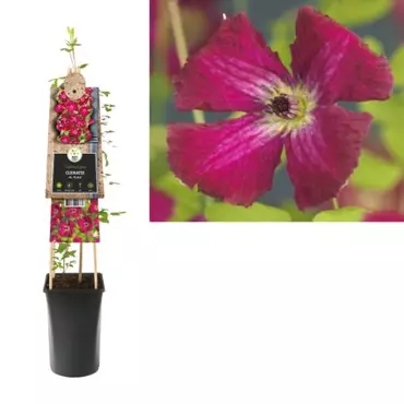 Klimplant Clematis vit. Rubra - Rode Bosrank - afbeelding 2
