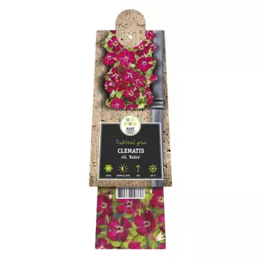 Klimplant Clematis vit.  Rubra - Rode Bosrank - afbeelding 2