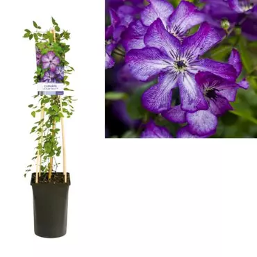 Klimplant Clematis vit. Super Nova - Paarse Bosrank - afbeelding 1