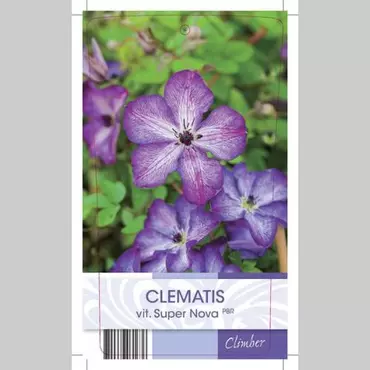 Klimplant Clematis vit. Super Nova - Paarse Bosrank - afbeelding 2